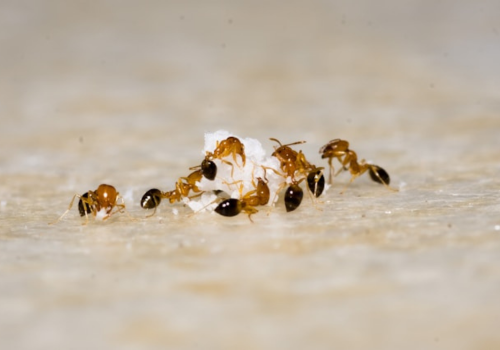 Saiba como afastar formigas da sua casa